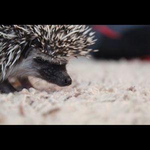 Meet your Posher, Daniela